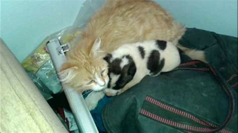 I know its only natural for them to cry out for his mum and litter mates, but how long does this last for? A Mama cat heard a motherless puppy crying - WONDERFUL ...