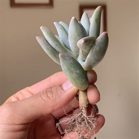 Silver moons are awarded to players who pull character weapons for characters they already recruited. Pachyphytum Moon Silver Succulent Plant | Etsy