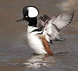 The great backyard bird count is a revolutionary research project that helped bring this decline to light. Lab of O's Great Backyard Bird Count slated for Feb. 15-18 ...