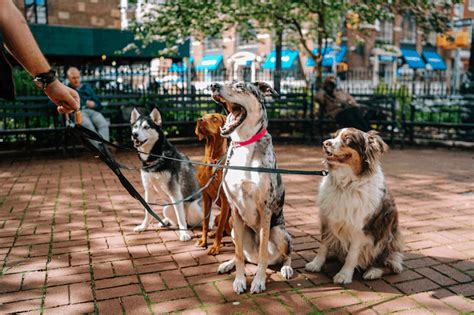 In los angeles' six city shelters! Cost of Hiring Pet Sitter or Dog Walker Los Angeles ...