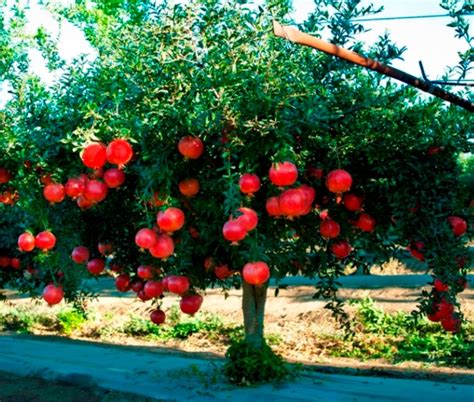 See more ideas about dragon fruit tree, dragon fruit, dragon fruit plant. Beautiful fruit tree pictures with bright red pomegranate ...