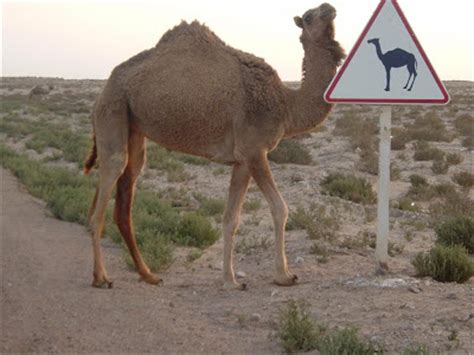 Mound 2) n count a camel s hump is the large lump on its back. August 2012 | Funny And Cute Animals