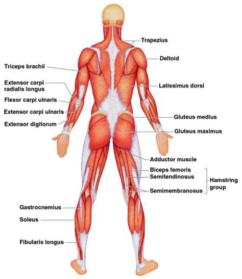 Muscle diagrams are a great way to get the muscular system is an organ system consisting of skeletal, smooth and cardiac muscles. Skeletal Muscles