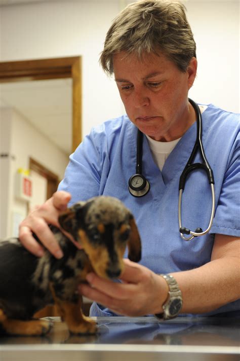 501 3 (c) nfp organization which saves: Dyess Vet Clinic keeps pets healthy