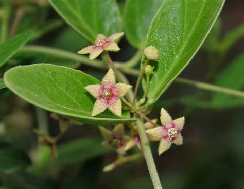 Ipecac, dried rhizome and roots of the tropical new world plant carapichea ipecacuanha of the madder family (rubiaceae). Ipecac - Homeopathic Remedies