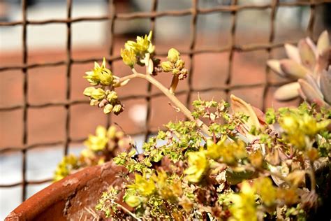 Home/casa e giardino/piante e fiori/piante grasse: Fiori gialli di pianta grassa | pineider | Flickr