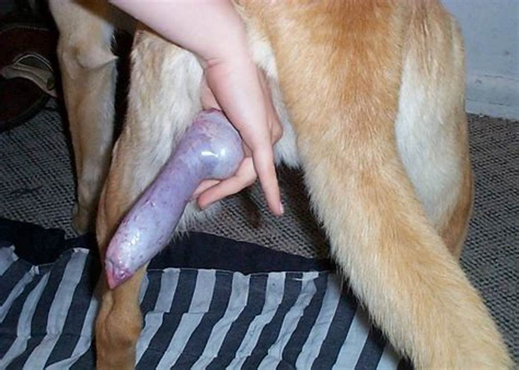 Biggest Dog Cock Ever