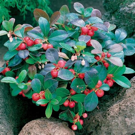 Le foglie sono di grandi dimensioni, in media 50 cm di lunghezza e 40 di larghezza. Piante con bacche rosse - Piante da giardino - Piante con le bacche rosse