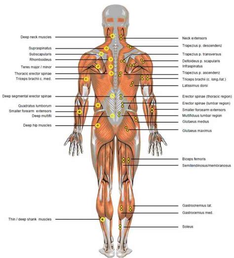 Урок по теме internal organs. Lower Back Parts Of The Body | MedicineBTG.com