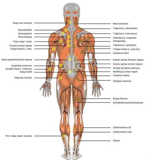 They are the heart, brain, kidneys, liver, and lungs. Lower Back Parts Of The Body | MedicineBTG.com