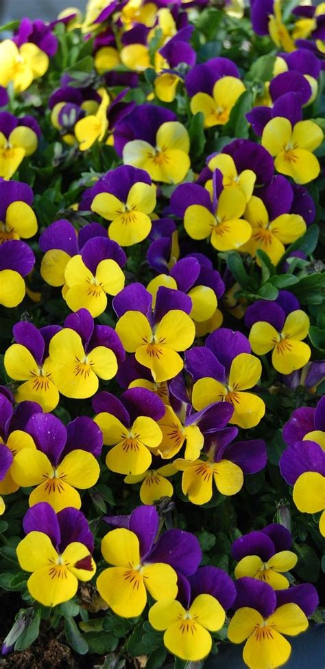 This fits perfectly with the feelings that pansies are a real treat for springtime gardens. What colors complement purple? - Quora