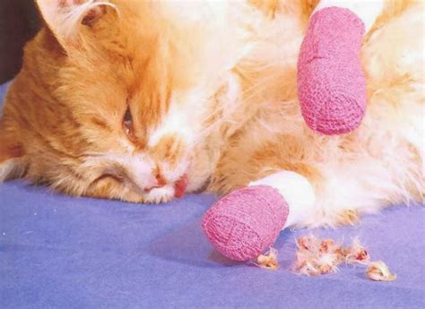 7 how is the declawing procedure done? Life with Ragdolls: Onychectomy/The Truth About Declawing ...