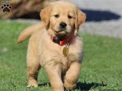 All our dogs get plenty of tlc. Purebred AKC Golden Retriever Puppies Available for sale Offer