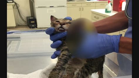 Cat euthanasia is defined as the painless ending of a life. Miami Beach police investigate possible case of animal abuse