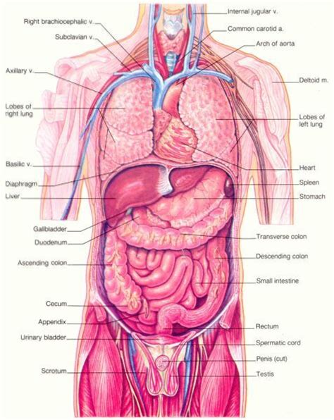 Dimitrios mytilinaios md, phd last reviewed: Human Male Anatomy Organ | Tempat untuk Dikunjungi ...