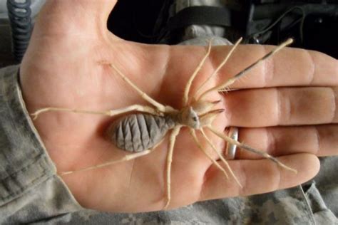 Found a camel spider the size of a sharpie cap on a oil site in eastern colorado. Here's Why Camel Spiders Are The Scariest Creatures On ...