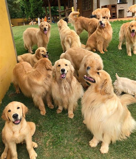 Make sure you get your pup from a responsible breeder who can provide evidence of healthy breeding. Mariana Pereira Martins | Golden Retriever Breeder | Los ...