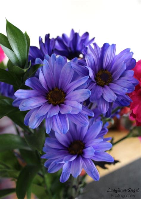 They were absolutely beautiful and the color was perfect! Bunch of Purple Daisies by LadySnowAngel Photography ...