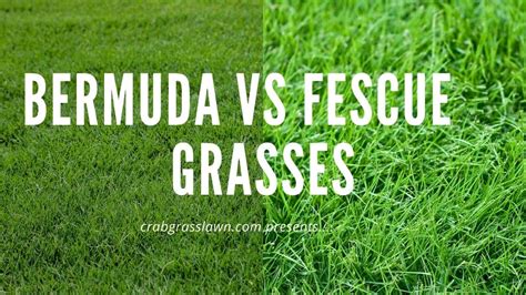 Augustine grass is native to the gulf of mexico region, the west indies and western africa. Bermuda grass vs Fescue: Differences and Identification ...