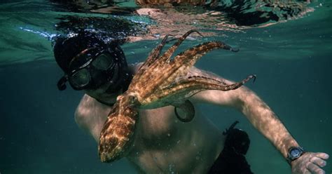 In the new netflix documentary my octopus teacher this tender moment moves you in a way you never thought an octopus tentacle wrapped around a foster was able to capture intimate moments of this octopus' short life by spending up to two hours following her every single day for a year. My Octopus Teacher Netflix: Why you need to watch it.