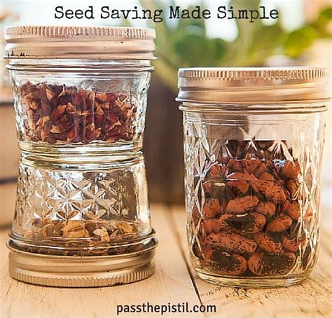 Storing seeds using cold storage. Grow your garden for free -- collect and save seeds. Seed ...