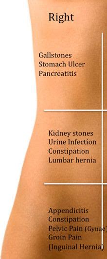 This article discusses the anatomy of the abdominal wall, anatomy of the rectus sheath and common types of abdominal surgical incisions. Abdominal Anatomy Female Right Side - Back in the hospital ...