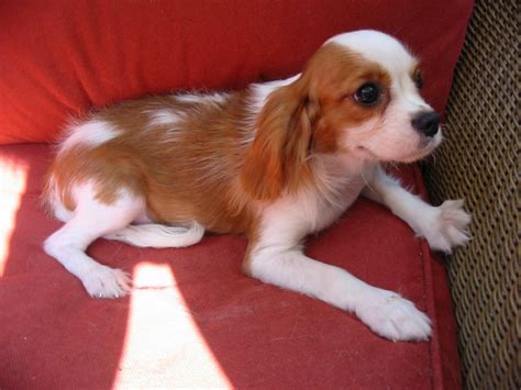 They are adorable and are utd on shots and wormings. Cavalier King Charles Spaniel Puppies For Sale | Roseville ...