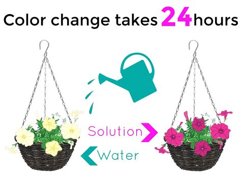 But ensure that it has good drainage and isn't overwatered, as it does not do well in wet soil. Color-changing flowers for your balcony - SynBio - SynBio ...