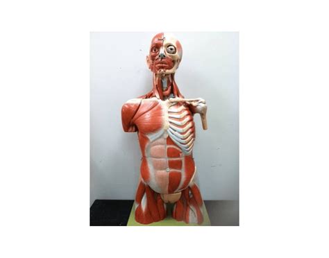 From a long forgotten some of the technologies we use are necessary for critical functions like security and site integrity, account authentication, security and privacy. Anterior Muscles of the Torso