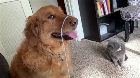 We did not find results for: DOG TRIES TO ACT LIKE A CAT: Dog Can't Cat Funny[Cute ...