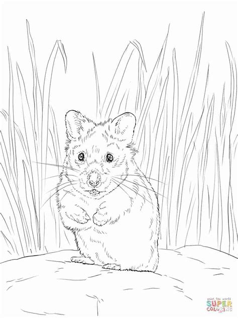 Dwarf hamster coloring page free printable coloring pages. Dwarf Hamster Coloring Pages at GetColorings.com | Free ...