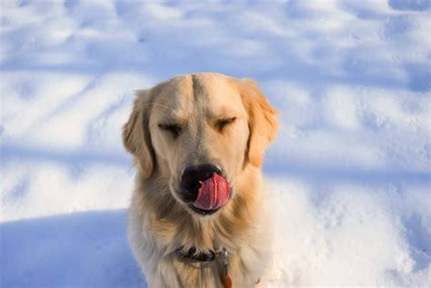 This litter of darker golden retrievers is due early june. Maine Golden Retriever Puppy | Golden retriever, Retriever ...