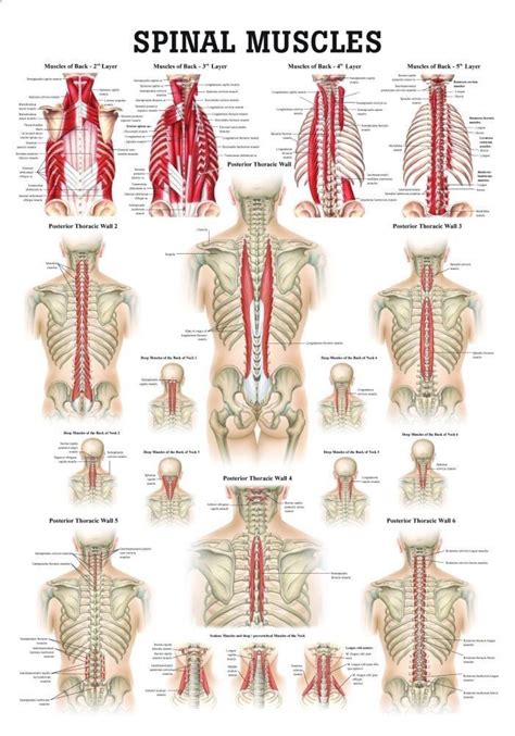 Human muscle system, the muscles of the human body that work the skeletal system, that are under voluntary control, and that are concerned with the following sections provide a basic framework for the understanding of gross human muscular anatomy, with descriptions of the large muscle groups. Muscles of the Spine Laminated Anatomy Chart | Yoga anatomy, Muscle anatomy, Massage therapy