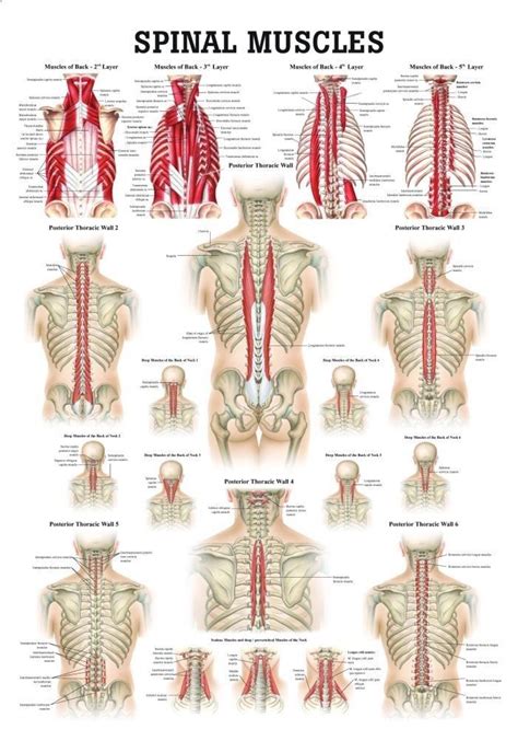 The back is subdivided into the upper, middle, and lower back. Muscles of the Spine Laminated Anatomy Chart | Yoga anatomy, Muscle anatomy, Massage therapy