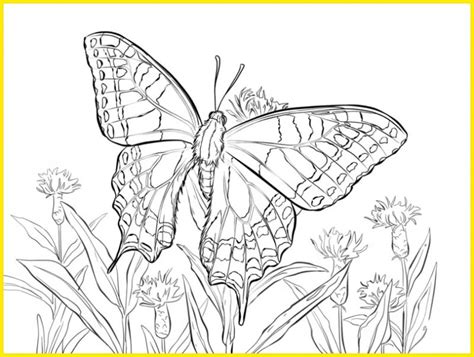 Download gambar sketsa metamorfosis kupu kupu aliransket via aliransket.blogspot.com. +2021 Gambar Sketsa Kupu-Kupu: Indah, Cantik, Mudah Dibuat ...