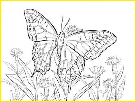 Cara menggambar dan mewarnai kupu kupu cantik dengan mudah. +2021 Gambar Sketsa Kupu-Kupu: Indah, Cantik, Mudah Dibuat ...