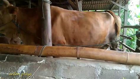 Akan tetapi, secara umum budidaya sapi limosin di indonesia masih minim. Sapi indukan// Super di kandang petani - YouTube