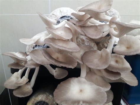 Perkhidmatan pembenihan tisu kultur cendawan kepada yang berminat untuk menyertai projek pertanian kontrak cendawan tiram kelabu yang. Cara Mudah Menanam Cendawan Tiram Kelabu Di Rumah - Cantik ...