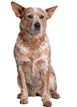 Australian cattle dogs, also known as blue heelers, are very intelligent, versatile, and active dogs. Australian Cattle Dog Charakter - Infos zum Wesen » futalis.de