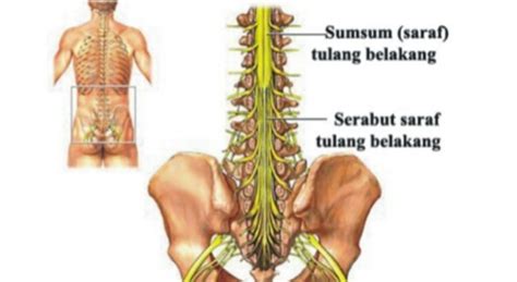 Asisten harus mendaftar kerah serviks tanpa mengangkat kepala dari tempat tidur dan penjajaran tulang belakang terawat. Mengenal Bedah Robotik Pada Tulang Punggung - Medianers