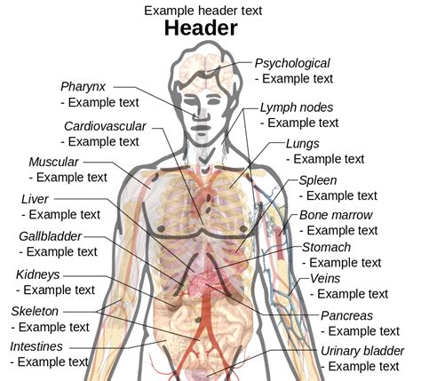 Interactive medical diagram of human body anatomy with clickable body parts including head, chest, abdomen, etc. Original file ‎ (SVG file, nominally 1,363 × 1,234 pixels ...