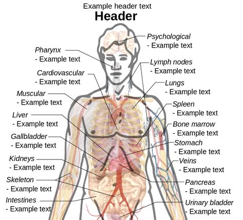 It is composed of many different types of cells that together create tissues and subsequently organ systems. File:Adult male diagram template (drawing).svg - Wikimedia ...