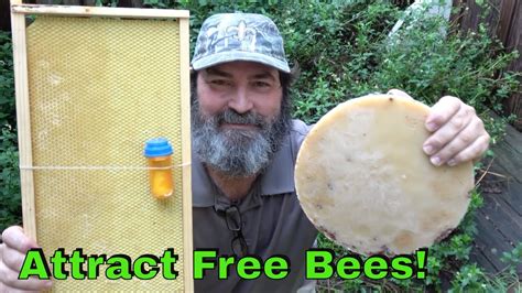 The males fly around while turning their lights we used to have hundreds of these in our yard in the spring. How To Attract Bees To Your Bee Box - YouTube