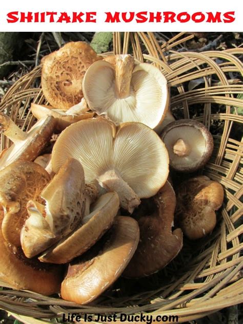 This simple but effective stretching routine only takes 5 minutes and can add one inch or more to your height. Growing Shiitake Mushrooms - Life Is Just Ducky