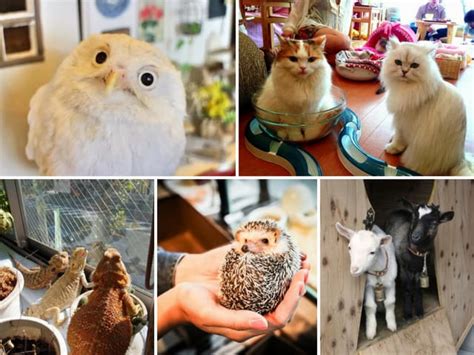 Animal cafes will provide a memorable experience during your time in tokyo: 10 of Tokyo's Weirdest Cafés And Where To Find Them ...