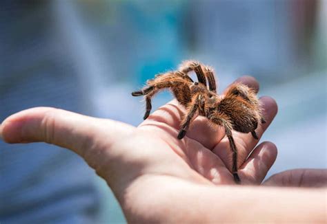 Camels have long been known for their ability to go weeks at a time without needing to drink water—an ability that makes them particularly useful pack animals for people traveling across arid environments and camels typically live in the desert, where food sources can be hard to come by. How Long Can A Spider Live Without Food Or Water?