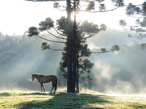 Quando não podemos apontar ou imaginar um elemento a respeito do qual se afirma ou declara alguma coisa, temos uma oração sem sujeito ou sujeito inexistente. G1 - Frio provoca geada e temperaturas negativas no Sul do ...