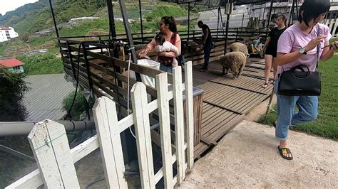 Been to copthorne hotel cameron highlands? Sheep Sanctuary Kea Farm - YouTube