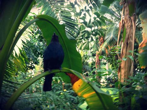 Der botanische garten in basel mit seinen rund 8000 pflanzenarten ist einer der ältesten botanischen gärten der welt. Botanischer Garten Basel | Botanischer garten, Garten, Basel