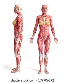 The human back, also called the dorsum, is the large posterior area of the human body, rising from the top of the buttocks to the back of the neck. Female Muscle Anatomy Images, Stock Photos & Vectors ...